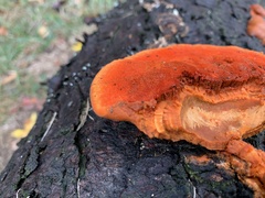 Trametes cinnabarina