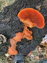 Trametes cinnabarina