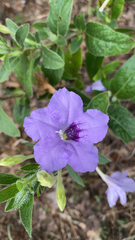 Ruellia humilis