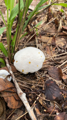 Hypomyces chrysospermus
