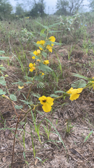 Chamaecrista fasciculata