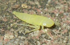 Cicadellidae