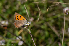 Lycaena phlaeas