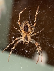 Araneus cavaticus