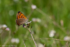 Lycaena phlaeas