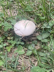Agaricus bisporus