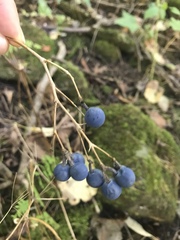 Caulophyllum thalictroides