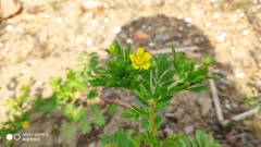 Potentilla supina