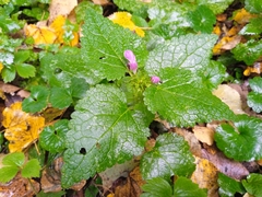 Lamium maculatum
