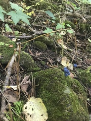 Caulophyllum thalictroides