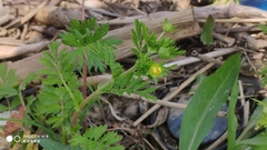 Potentilla supina