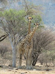 Giraffa camelopardalis giraffa