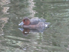 Aythya nyroca