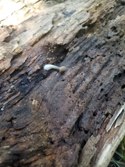 Reticulitermes flavipes