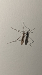 Limoniidae