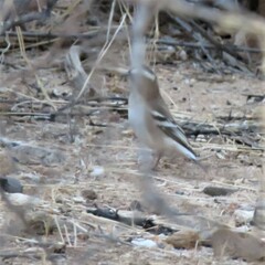 Plocepasser mahali mahali