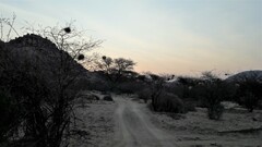 Plocepasser mahali mahali