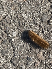 Phragmatobia fuliginosa