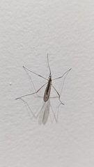 Limoniidae