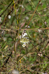 Pontia edusa