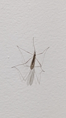 Limoniidae