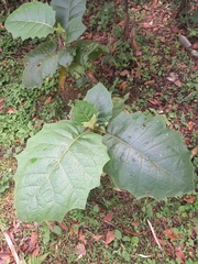 Solanum sessiliflorum
