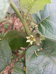 Solanum sessiliflorum