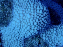 Montipora danae