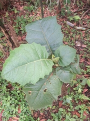 Solanum sessiliflorum