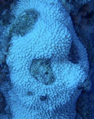 Montipora danae