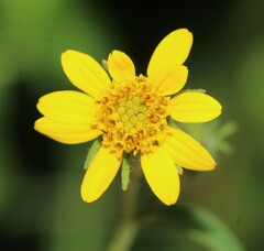 Simsia foetida