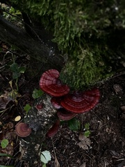 Daedaleopsis tricolor
