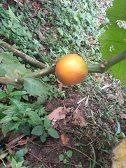 Solanum sessiliflorum
