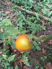 Solanum sessiliflorum