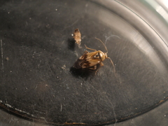Orthops basalis