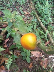 Solanum sessiliflorum