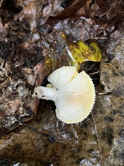 Pleurotus levis
