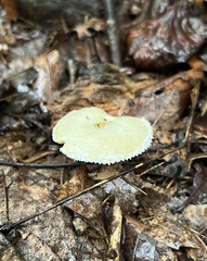 Pleurotus levis