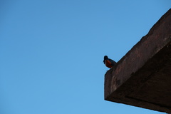 Lamprotornis superbus