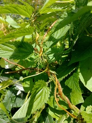 Cuscuta lupuliformis