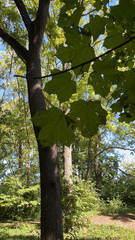 Acer nigrum