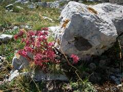 Sempervivum arachnoideum