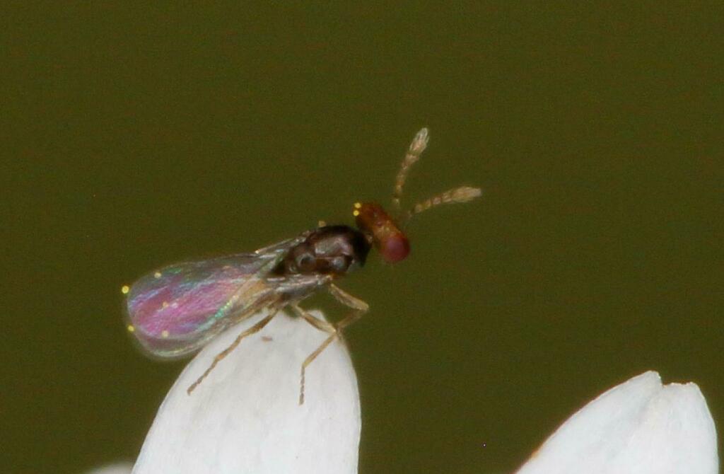 Thripastichus