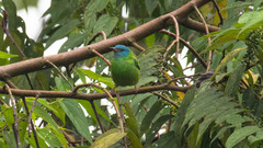Dacnis cayana