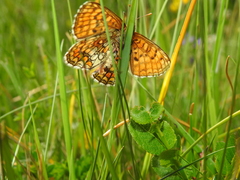 Melitaea aurelia