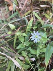 Stellaria aquatica