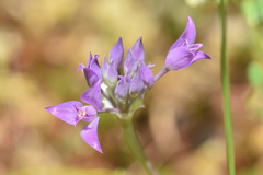 Allium acuminatum
