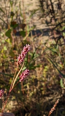 Persicaria pensylvanica