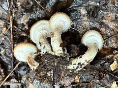 Armillaria