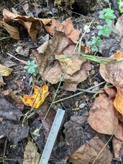 Platanthera clavellata